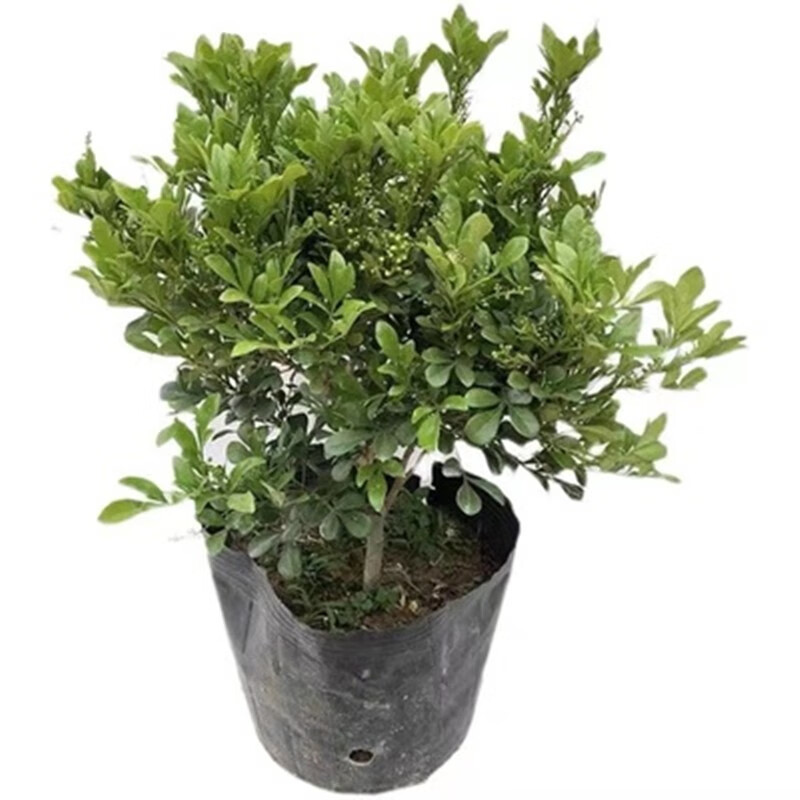 凝慧米兰花盆栽室内阳台绿植花卉庭院地栽浓香独杆米兰当年开花 米兰