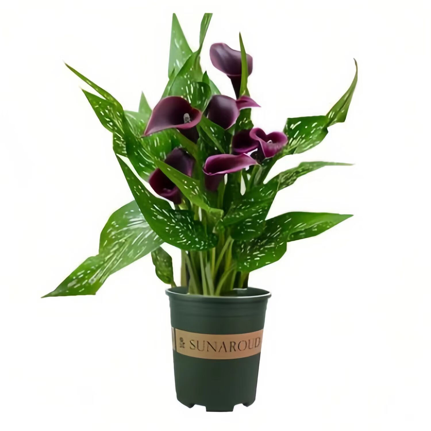 进口马蹄莲带花苞发货四季开花 紫色马蹄莲 带盆栽好