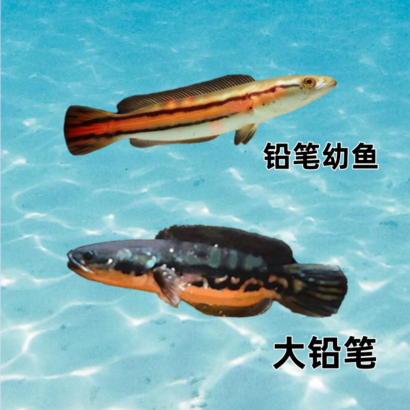 旺园兴大铅笔多曼鱼黑魔神雷七彩海象小盾鳢鱼苗猛鱼热带观赏鱼 大