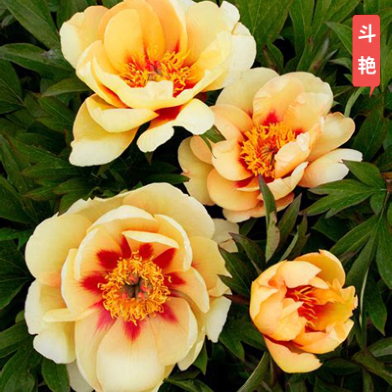 欧悟 重瓣芍药花苗种根 庭院阳台花卉根块带芽室内外盆栽地栽牡丹花苗