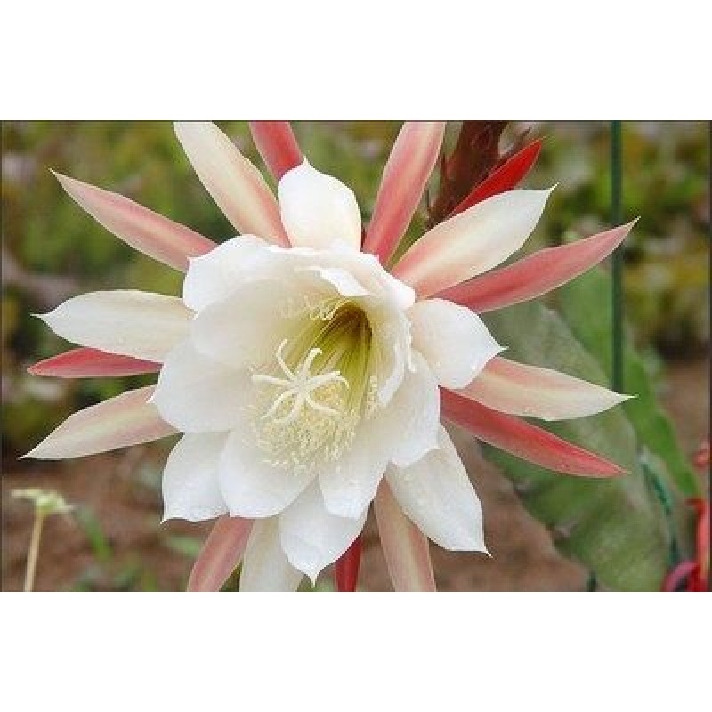 令箭荷花 盆栽花卉室内绿植 仙人掌多肉植物 叶片扦插苗 带根发货 白