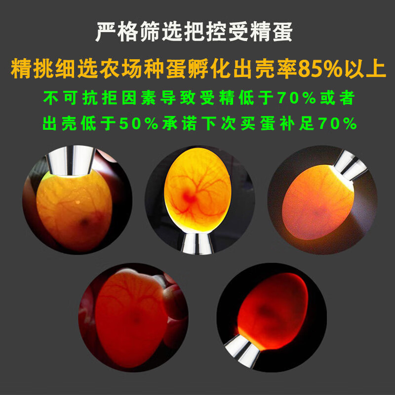 鹌鹑蛋受精种蛋 鹌鹑种蛋可孵化 非鹌鹑活体宠物受精卵蛋启蒙教学 35