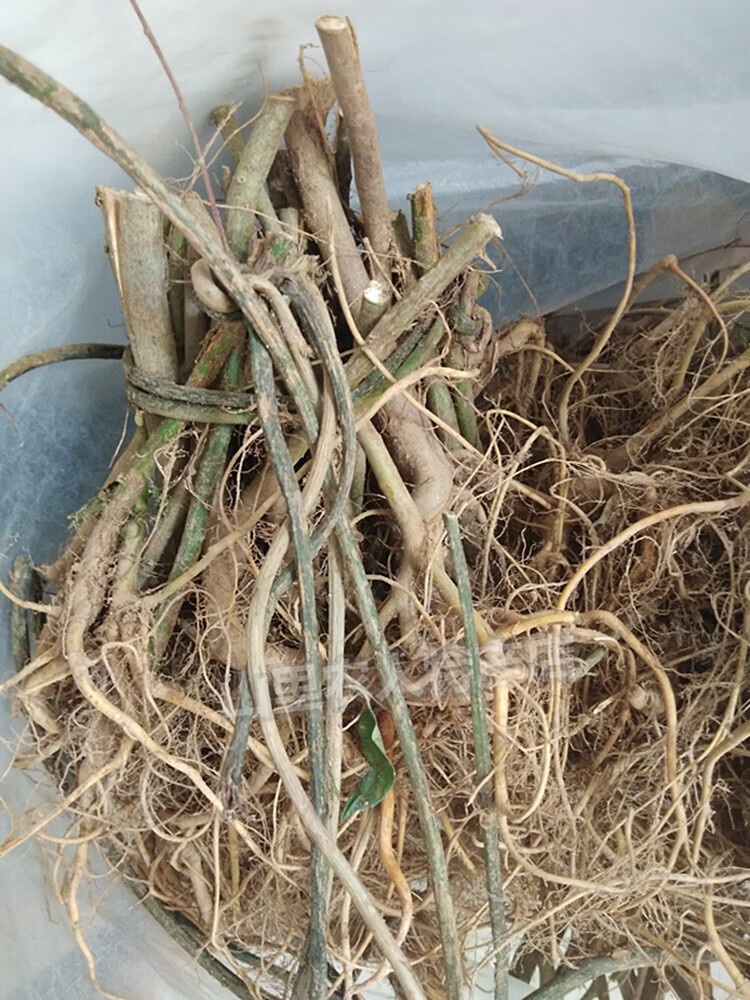 辣铺乐新鲜白花牛奶树根五指牛奶根福建特产牛奶藤根500g煲汤料