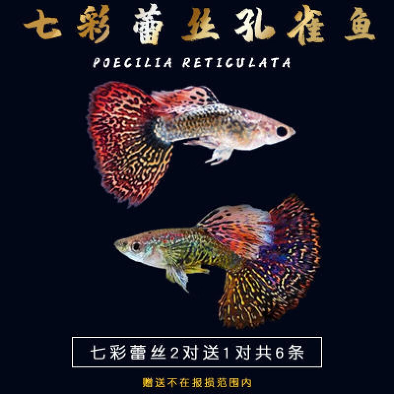 鱼小型热带鱼好养耐活鱼缸群游小鱼精品凤尾鱼 七彩蕾丝2对 一对备损