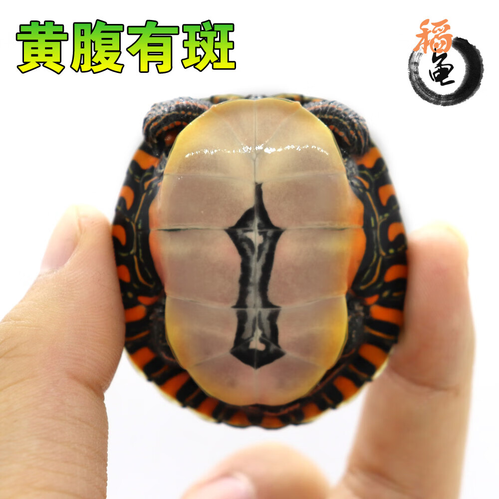 东锦东部锦龟苗深水龟小乌龟红纹西锦南锦龟观赏外塘火焰 红色 89408