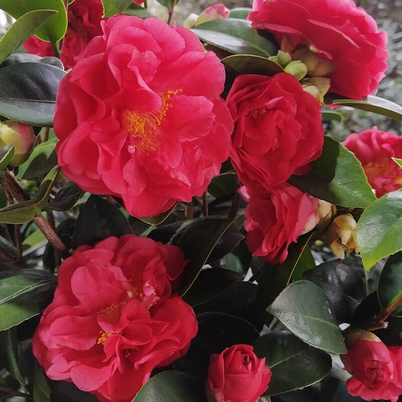 婕茵桐【夏日系列】四季茶花新品种夏梦七心小旋文清衍平带花苞耐热