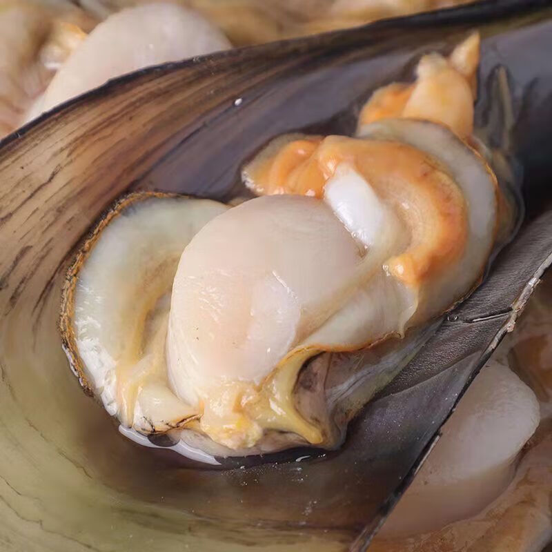 安峰山半壳冷冻带子江瑶贝海带子绿贝海鲜烧烤自助餐专用 豪华型(15只