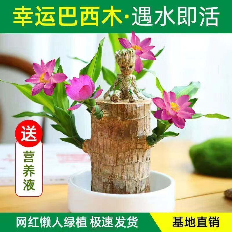 地艺可开花巴西木水养幸运盆栽室内四季长青迷你绿植花卉盆栽 [粉色]