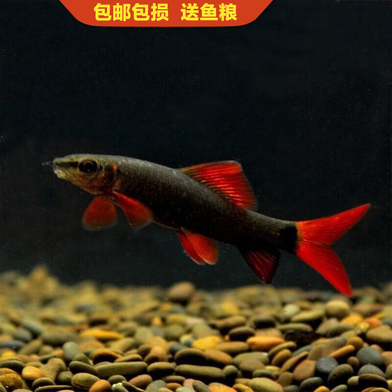 金鱼胎生鱼米奇鱼孔雀鱼小型活体鱼耐活好养 3-5cm彩虹鲨2条备1共3条