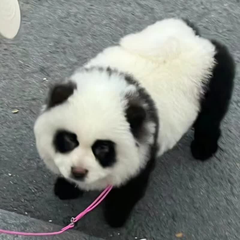 犬幼犬染色熊猫犬宠物狗狗活体松狮幼犬熊猫狗 血统级 松狮萨摩染色