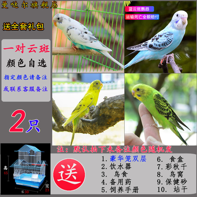 萌宠活物和尚鹦鹉活鸟鸟活物玄凤鹦鹉中会说话鹦鹉物虎皮鹦鹉宠物