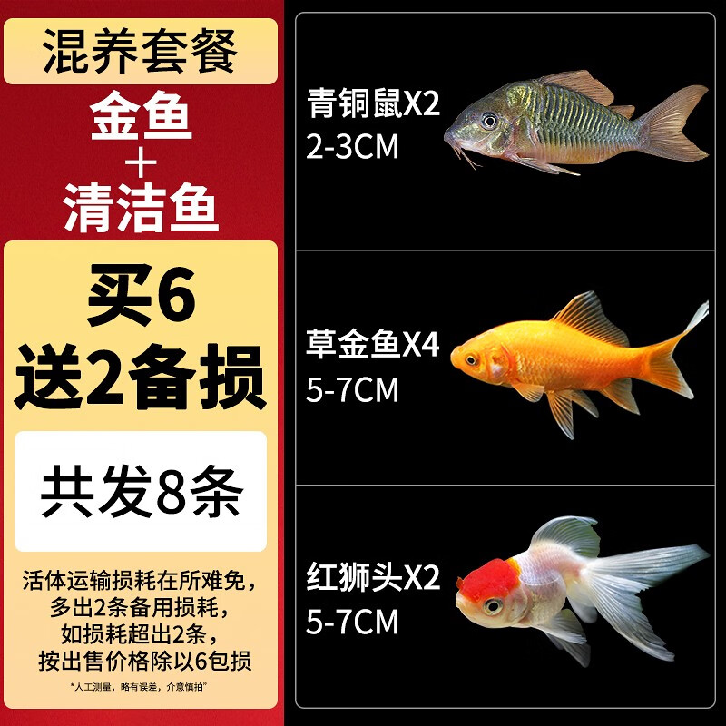 CRAZY PLANT草金鱼活体观赏鱼小型金鱼淡水冷水好养耐活锦鲤热带鱼 【混养套餐】金鱼＋清洁鱼 6+2怎么样,好用不?