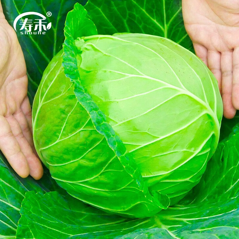 寿禾 夏甘蓝种子夏播耐热绿甘蓝菜包菜蔬菜种子秋扁圆白菜甘兰大头菜