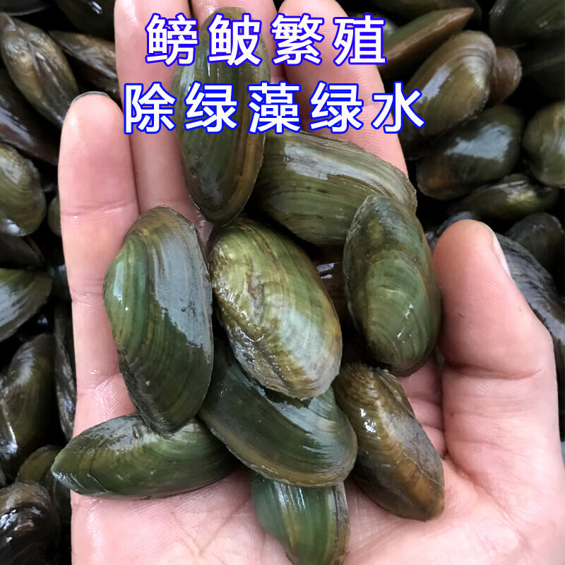杜氏珠蚌圆顶珠蚌小河蚌原生活体宠物淡水冷水鳑鲏旁皮繁殖除藻 1 5只