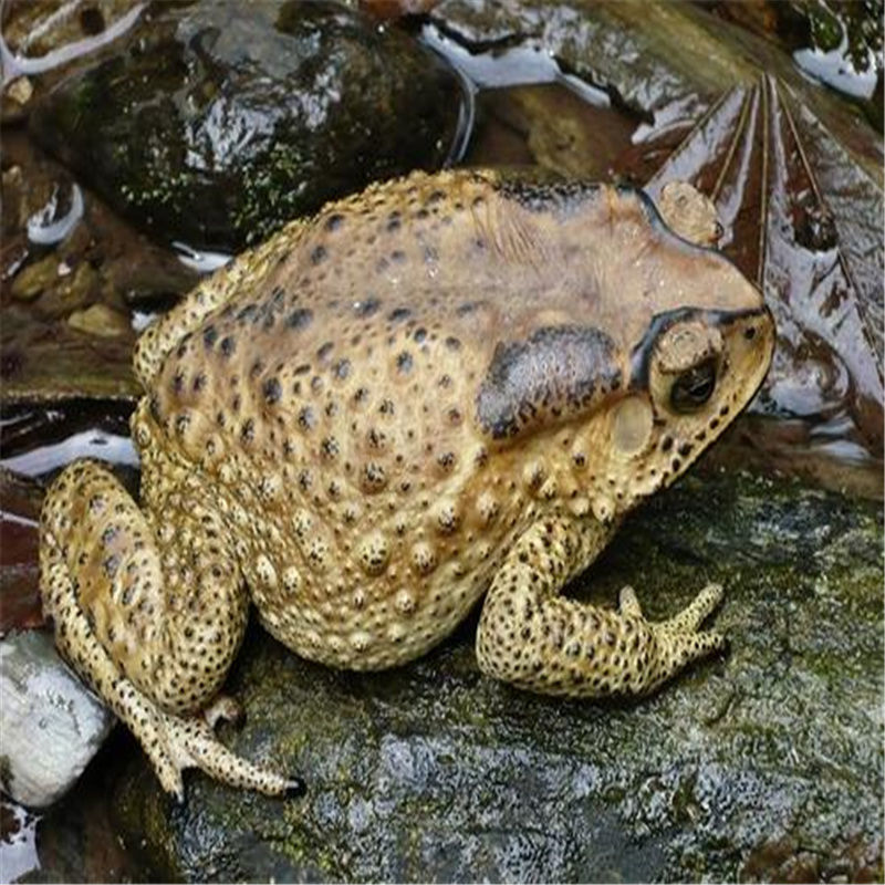 【下单咨询客服】药材 活癞蛤蟆 活蟾蜍  癞蛤蟆 癞蛤蟆活 蟾蜍活体