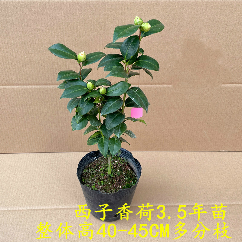清香型山茶花粉色系-西子香荷年宵花卉绿植盆栽名贵品种盆栽绿植大型