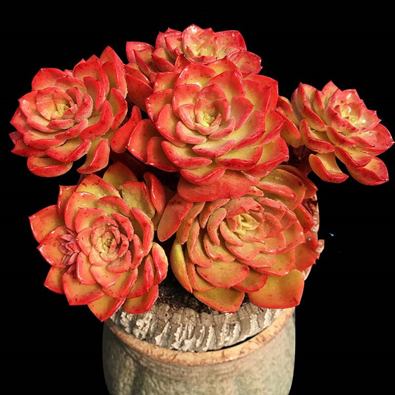 苓芊高贵多肉植物老桩超大群生多头盆栽贵货新品组合新手好养 群生