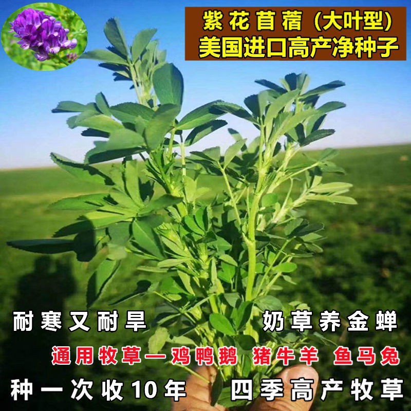 楚风汉韵紫花苜蓿种四季牧草籽多年生苜蓿草种鸡鸭鹅牛羊鱼草种籽楚风