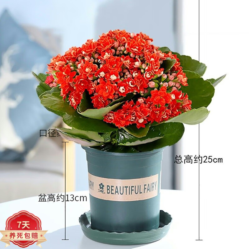 花卉全网历史价格对比工具|花卉价格走势图