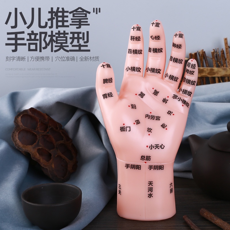 dun)按摩手模型反射区人体针灸模型男女穴位经络针灸中医位手图17厘米