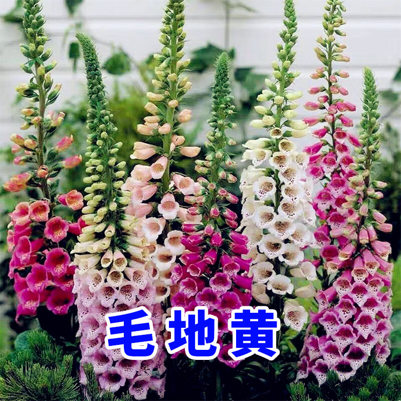 碧鼎毛地黄花种籽子四季易种易活耐寒花卉多年生室外庭院地栽花籽种子