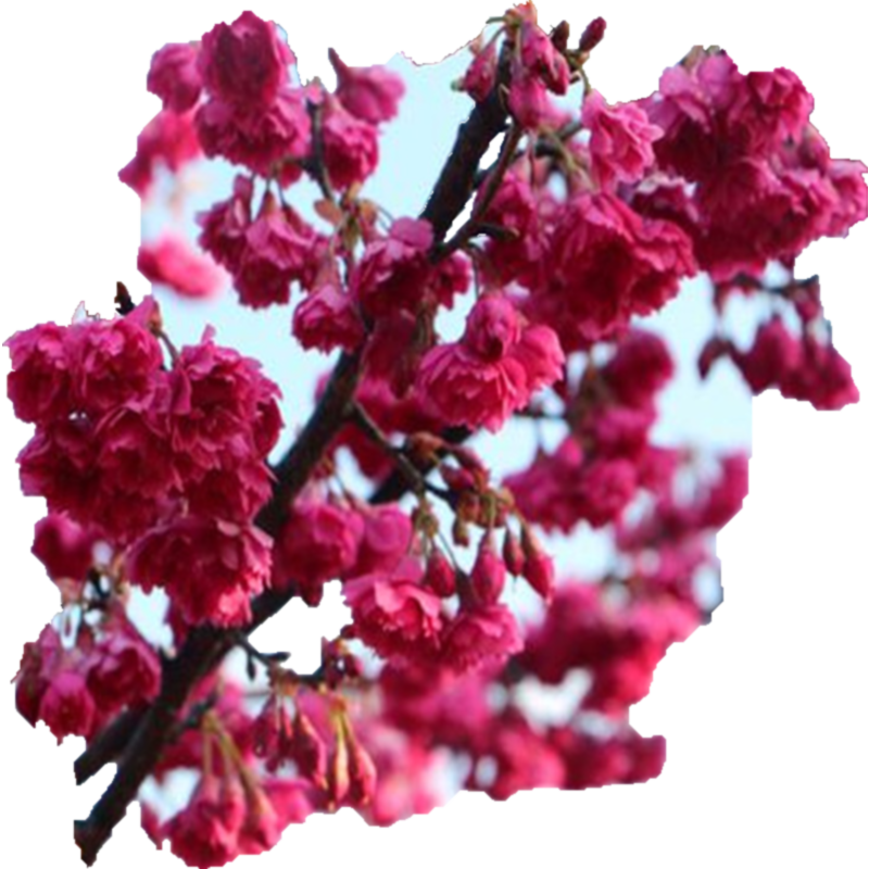 日本樱花苗嫁接樱花小苗工程绿化树苗庭院观赏花苗樱花苗 广岛恋人 2