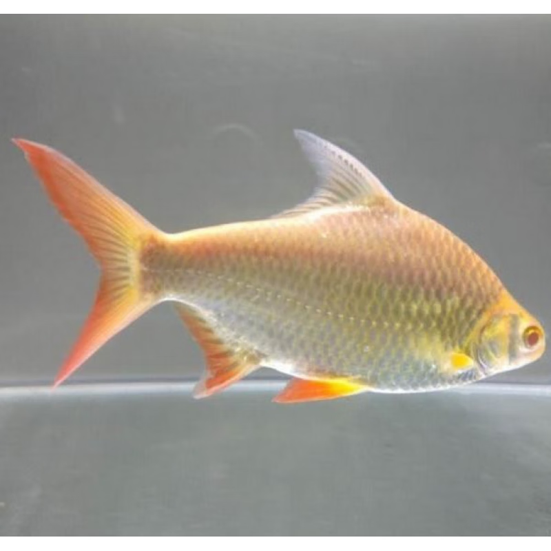 梦茜儿(mexemina)精品大型直纹飞凤鱼观赏热带鱼红龙鱼混养配虎魟鱼