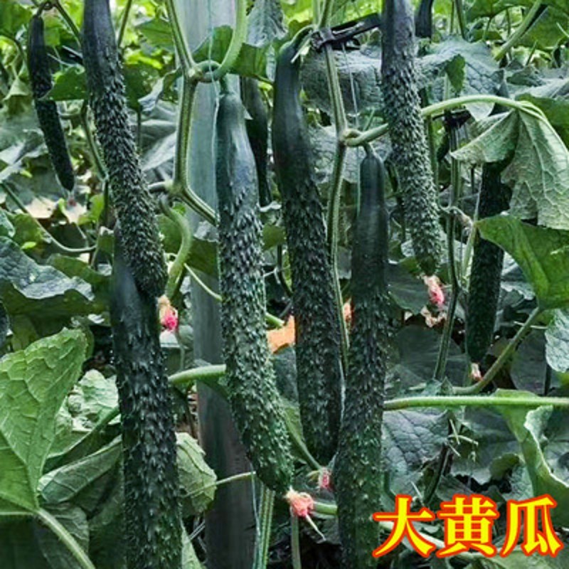 苗大全菜苗种苗各种秧苗番茄苗春季带土发货苗子阳台种 长绿黄瓜苗6棵