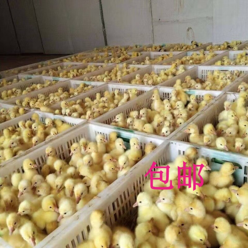 大白鹅三花鹅小鹅苗灰鹅网红宠物鹅四季鹅产蛋王百子鹅 大白鹅苗(满10