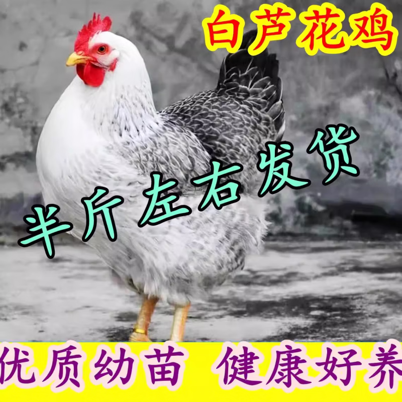 半斤稻花鸡活苗白芦花鸡苗小鸡活苗观赏鸡彩凤土鸡公母小苗小鸡苗