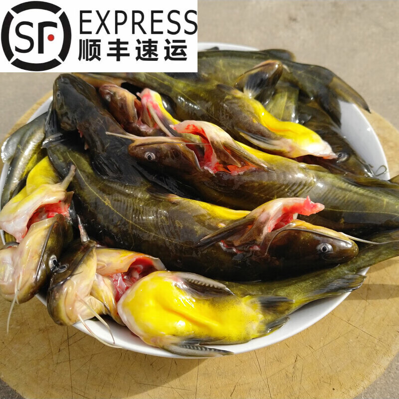 lism 苏北农民新鲜昂针鱼鲜活昂刺鱼现杀黄骨鱼嘎鱼黄颡鱼黄辣丁2