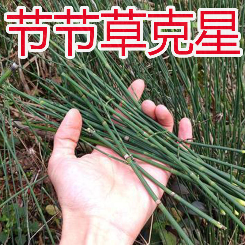 农药专杀笔管草烂根除草剂节节草专用除草剂节骨草笔杆草死根 18ml