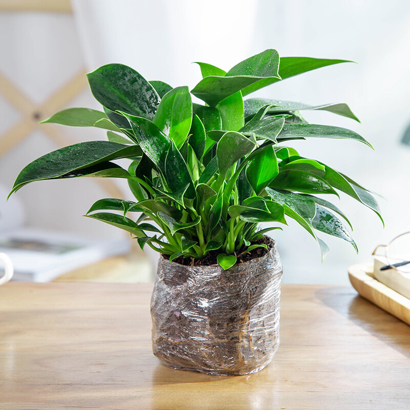 八目尚賞金钻绿植大叶金钻盆栽室内花卉植物客厅绿植盆景四季常青易活