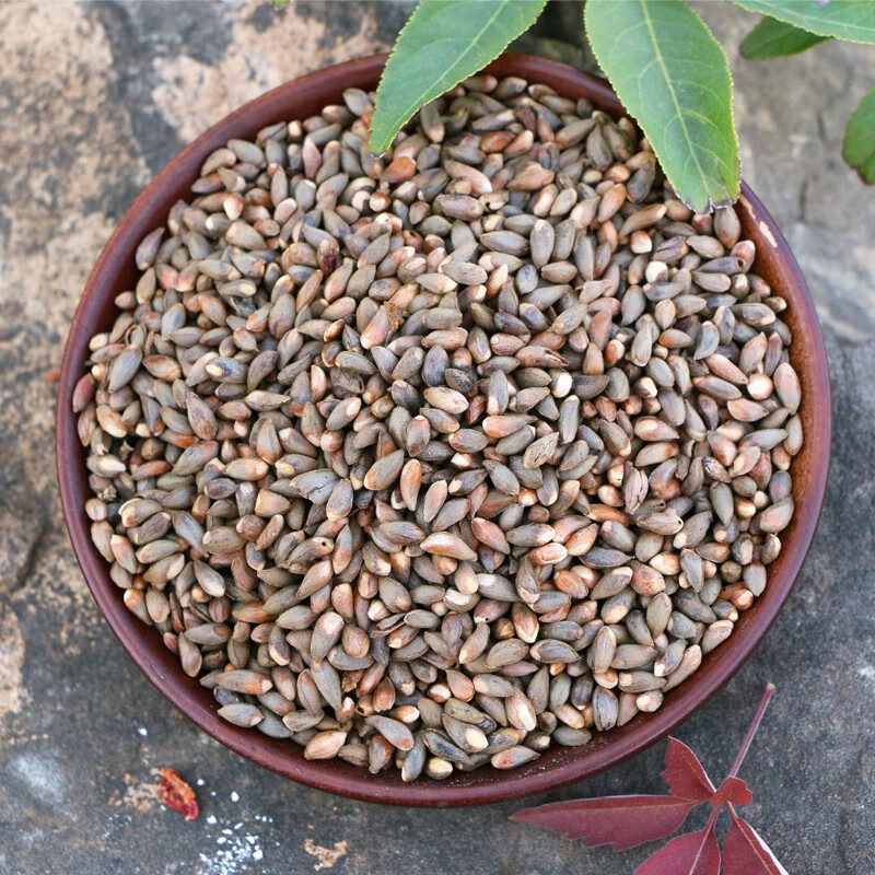 沂蒙山野生侧柏壳5斤 散装枕芯 白头发柏树壳柏子壳挑选 柏壳子 柏籽