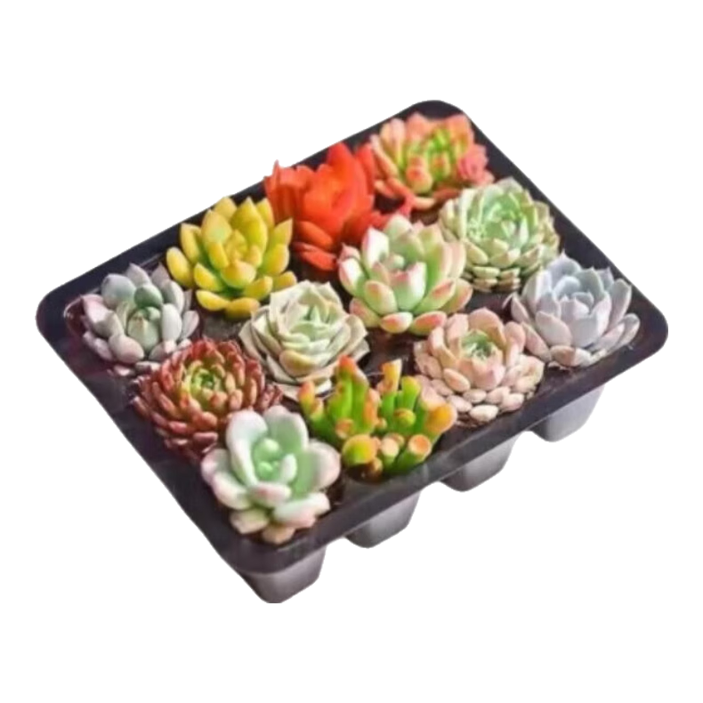 �����12Ѩ����ֲ�ﲻ�ظ�2-5���ײ���������ֲ�����������Դͷֱ�� 17Ԫ