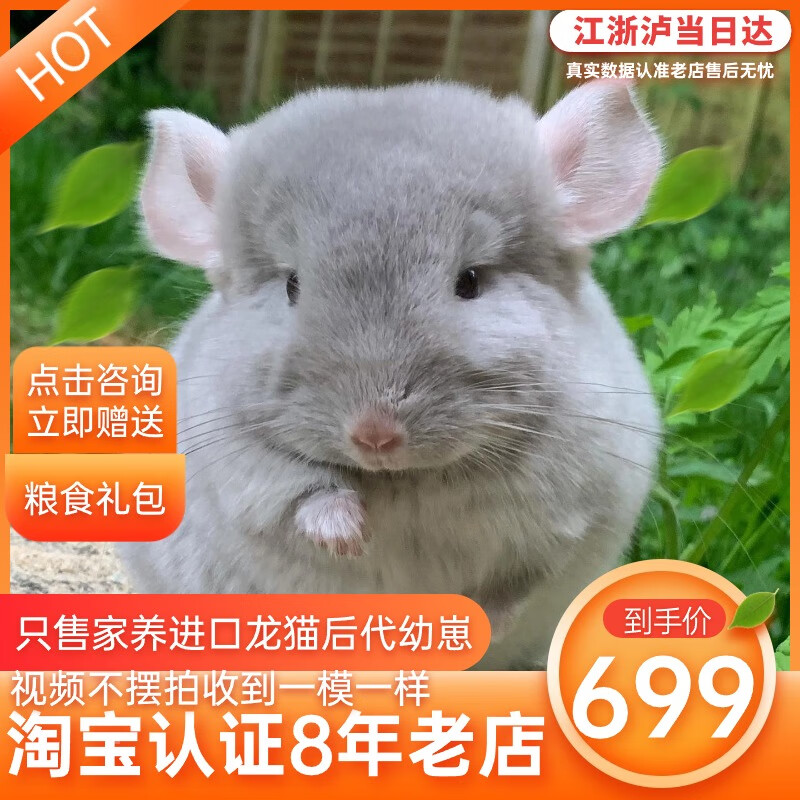 活体龙猫公仔宠物宝宝幼崽萌宠长毛标灰银板活物已打疫苗送笼子 (定金