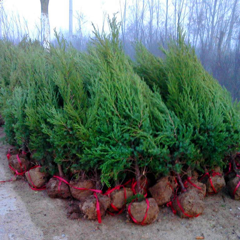 凝慧塔柏苗庭院地栽柏树耐寒四季常青行道树小区绿化苗木 1米高 塔柏