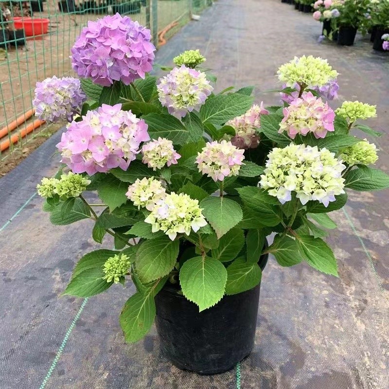 绣球花苗大花绣球花盆栽无尽夏花手鞠铆钉绣球八仙花庭院阳台花卉