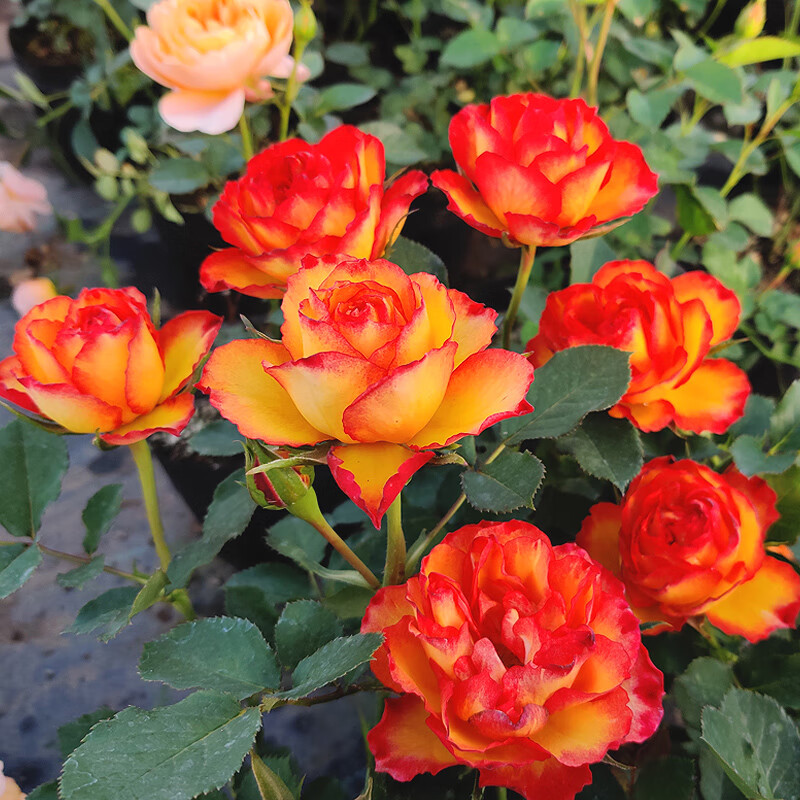 曼杉园(manshanyuan)切花火焰玫瑰花苗月季丰花阳台庭院盆栽四季开花