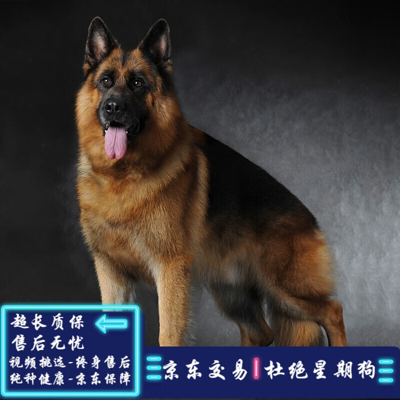 德牧犬德牧幼犬德系黑背狼狗弓背牧羊犬纯种德国牧羊犬幼犬活体 血统