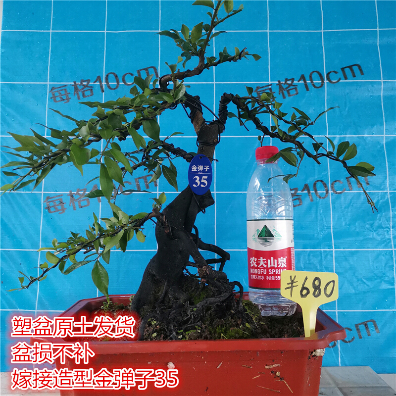 金弹子熟桩盆景 结果金蛋子盆栽 四川血红 葫芦 花生果黑塔子老桩