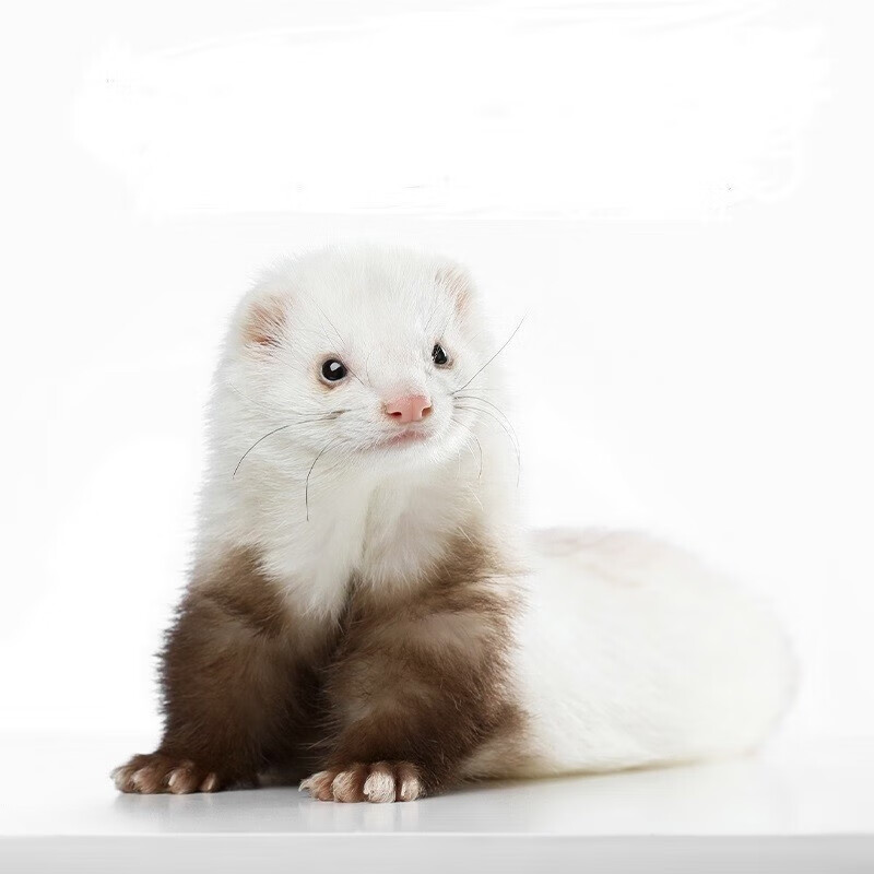 星爵霖雪貂宠物幼崽安格鲁貂活体小龙貂活物亲人好养活体活貂小型异宠