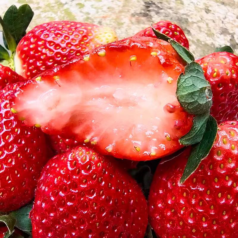 四川大凉山草莓 新鲜水果甜奶油草莓红颜99 生鲜鲜果礼盒送礼整箱 带箱3斤【净重2.5斤】中果
