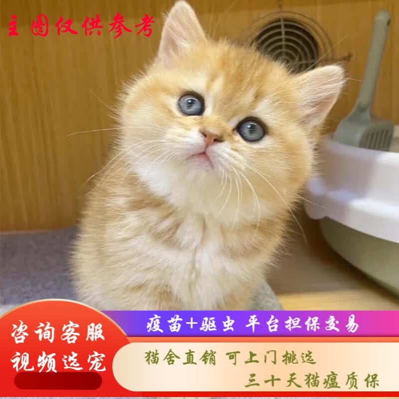 桓瑞宠物金渐层猫英短银渐层蓝白蓝猫幼猫幼崽英国短毛猫纯种宠物猫咪活体 宠物级 宠物级A款 公怎么看?