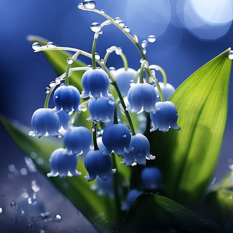 苗充充铃兰花苗浓香花卉四季开花阳台盆栽吊兰耐寒绿植物多年生带芽发