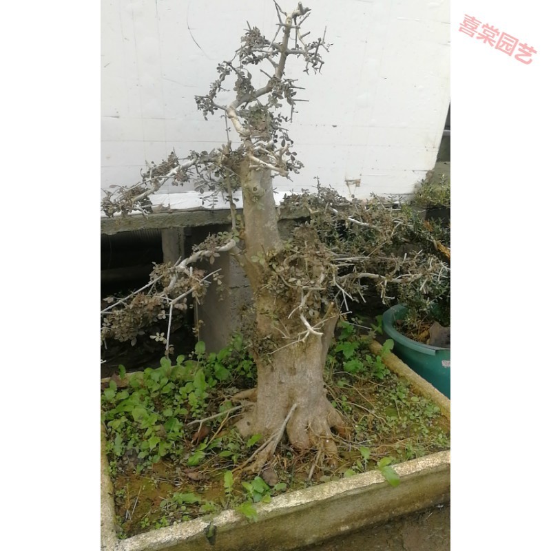 对节白蜡 盆景 盆栽 老桩 熟苗 低价 小苗 室内 植物 绿植 5号 不含盆
