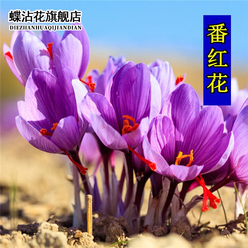 蝶沾花 秋冬季多年生耐寒花种子藏红花四季种易活花卉种子番红花室外