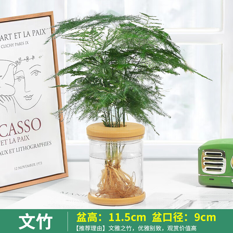绿有意绿萝发财树文竹多肉花卉盆栽植物室内薄荷富贵竹水培小绿植好养活 文竹 含盆
