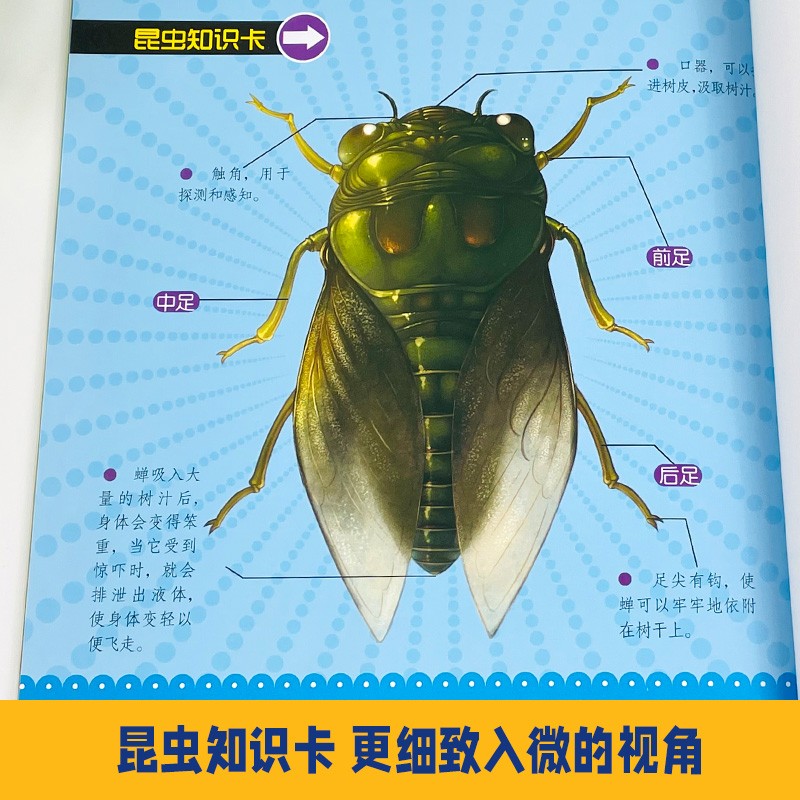 法布尔昆虫记全套共10册 彩图注音版绿蝈蝈螳螂蝉萤火虫圣甲虫等献给孩子的昆虫百科读物 小学生一二三年级儿童绘本科普故事书课外阅读书籍暑假阅读暑假课外书课外暑假自主阅读暑期假期读物详情图
