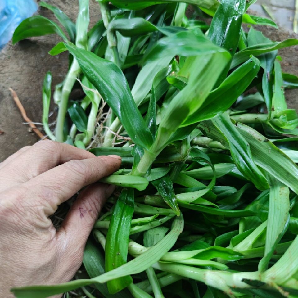 痰火草 化核草 围夹草 500克新鲜草药 500g